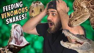 Thumbnail: Feeding VENOMOUS Snakes & Alligators!!