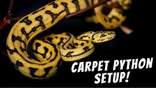 Thumbnail: How To Setup A Juvenile Carpet Python!