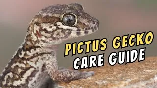 Thumbnail: Pictus Gecko Setup & Care Guide!