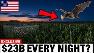 Thumbnail: Bats Save U.S. Farmers $23 Billion a Year in Pest Control — For Free, Every Night