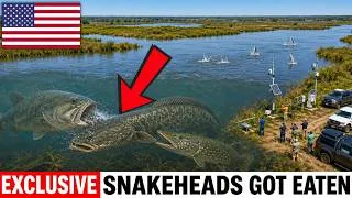 Thumbnail: The US Spent $520 Million Fighting Snakeheads — Two Native Fish Ate the Problem For Free