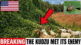 Thumbnail: America Spent $500 Million Fighting Kudzu — Three Species Did It For Free