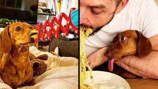 Thumbnail: Funniest Sausage Dog Videos On The Internet