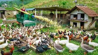 Thumbnail: Using A Truck To Buy Corn, Banana Trees, And Animal Feed To Make Food For Pigs, Chickens, And Ducks