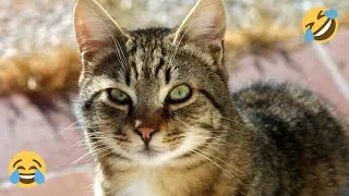 Thumbnail: Try Not to Laugh: Funniest Cat Fails & Cute Moments Compilation!