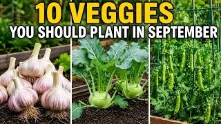 Thumbnail: 10 Vegetables You Should Plant in September ASAP 