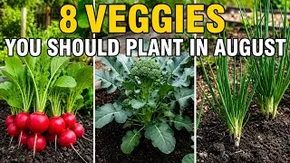 Thumbnail: 8 Vegetables You Should Plant In August ASAP
