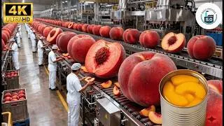 Thumbnail: Inside a Modern Factory: The Entire Canned Peach Production Line (Full Process)