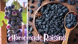 Thumbnail: How to Make Homemade Raisins! Garden Fresh Raisins for any recipe