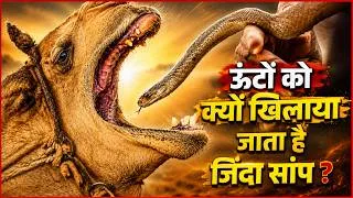 Thumbnail: Camel Eats Live Snake? The Truth Behind This Viral Tradition