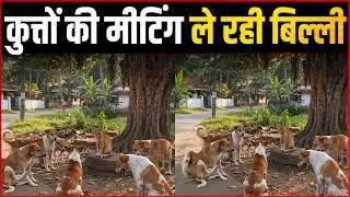 Thumbnail: Cat Holds A Meeting With Dozens Of Dogs | Viral Video