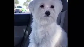 Thumbnail: Maltese | Cute Maltese Dog Enjoying Nature Video.