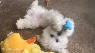 Thumbnail: Maltese | My Super Adorable Maltese Puppy Dog Playing With His Toy.