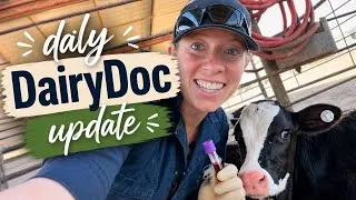 Thumbnail: Daily DairyDoc Update 8: Calf Blood Testing 