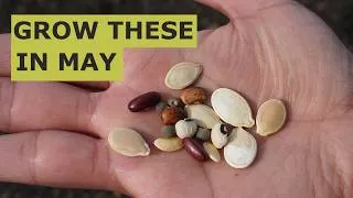Thumbnail: 10 Seeds You Must Grow in May