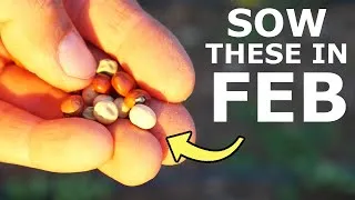 Thumbnail: You MUST Grow These 15 Seeds in February
