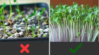 Thumbnail: AVOID These Microgreen Growing Mistakes