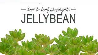 Thumbnail: How to Propagate Jellybean from a Leaf (Sedum Rubrotinctum)