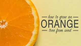Thumbnail: How to Grow an Orange Tree from a Seed