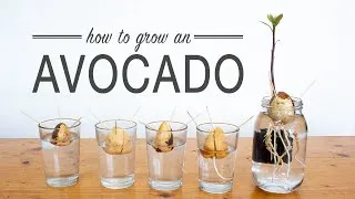 Thumbnail: How to Grow an Avocado from Seed