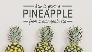 Thumbnail: How to Grow a Pineapple from a Pineapple Top (with updates)