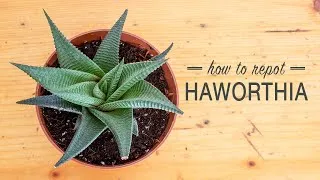 Thumbnail: How to Repot a Haworthia