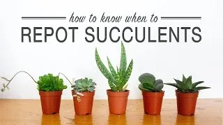 Thumbnail: Signs your Succulents Need Repotting