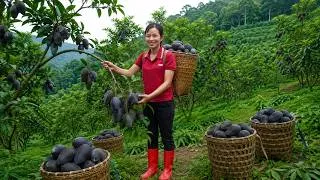 Thumbnail: Harvesting Many Rare Black Mangoes In The Forest | Bringing Them To Market, Surprising Everyone