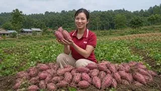Thumbnail: Harvesting Lots of Sweet Potatoes From The Farm | Single Girl Picking Them For The Village Market