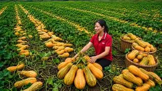 Thumbnail: Harvesting Huge Pumpkins From The Village Garden | Single Girl Bringing Them To Market To Sell