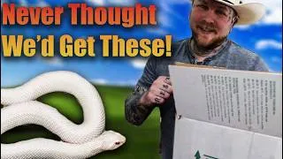 Thumbnail: Unboxing The Most Unexpected Reptiles You'd See Here!