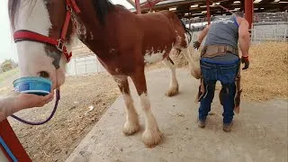 Thumbnail: Our Clydesdale Horse Has a Farrier Visit! 