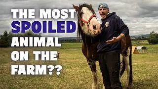 Thumbnail: Walking Our ONE Ton Clydesdale Horse!! 