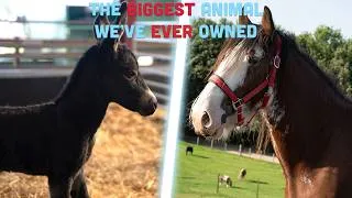 Thumbnail: We've Bought A Clydesdale Horse! And Starr Has Finally Foaled!