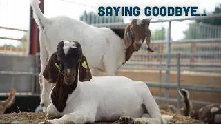 Thumbnail: Some Of Our Billy Goat Kids Are Leaving The Farm! And Nothing Else Is Going Right..