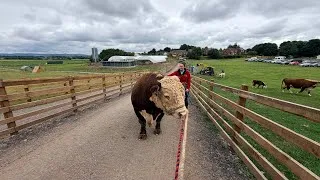 Thumbnail: Our Bull Got In With Our Retired Highland Cow!! 