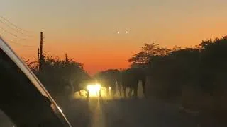 Thumbnail: Stuck in the car due to a herd of elephants!!! 👀🐘😳