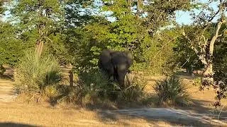 Thumbnail: Playful baby elephant in the wild @ Mosi-on-Tunya National Park in Zambia