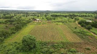 Thumbnail: Zambia’s 1st wine vineyard ! 🍇 🍷 🇿🇲 - wildlife with organic agrotourism
