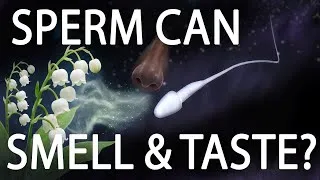 Thumbnail: How Do Sperm Cells Smell and Taste?
