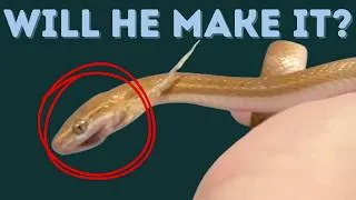 Thumbnail: He Wasn’t Supposed to Survive… Can We Save This Snake