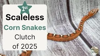 Thumbnail: Scaleless Corn Snake Clutch - CS03-2025 Solara and Phoenix