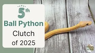 Thumbnail: Ball Python Clutch 5 - Gluttony and Cheesecake with Banana Pieds