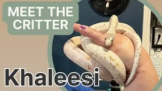 Thumbnail: Meet the Critter   Khaleesi, Our Palmetto Corn Snake