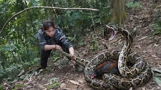 Thumbnail: A giant python attacks my prey, wild chicken trapping skills, solitary survival