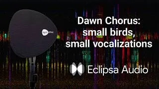 Thumbnail: Eclipsa Audio / Dawn Chorus in the Saguenay: small birds, small vocalizations