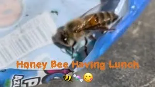 Thumbnail: Honey Bee Having Lunch 🐝🍬😋 #honeybee