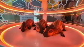 Thumbnail: Baby Dino's incubating