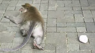 Thumbnail: Monkey stole the flappy pig! #bali #monkey #monkeyforest 