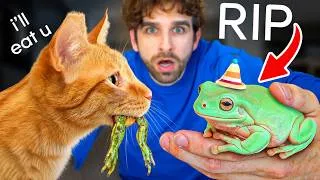 Thumbnail: I Introduced My Cats to EXOTIC Frogs (it was bad...)